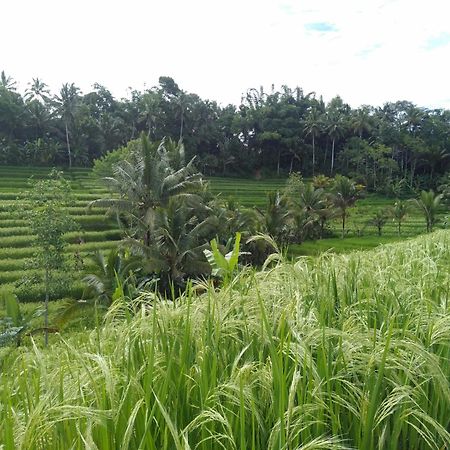 D'Ume Bendoel Homestay Jatiluwih Eksteriør billede