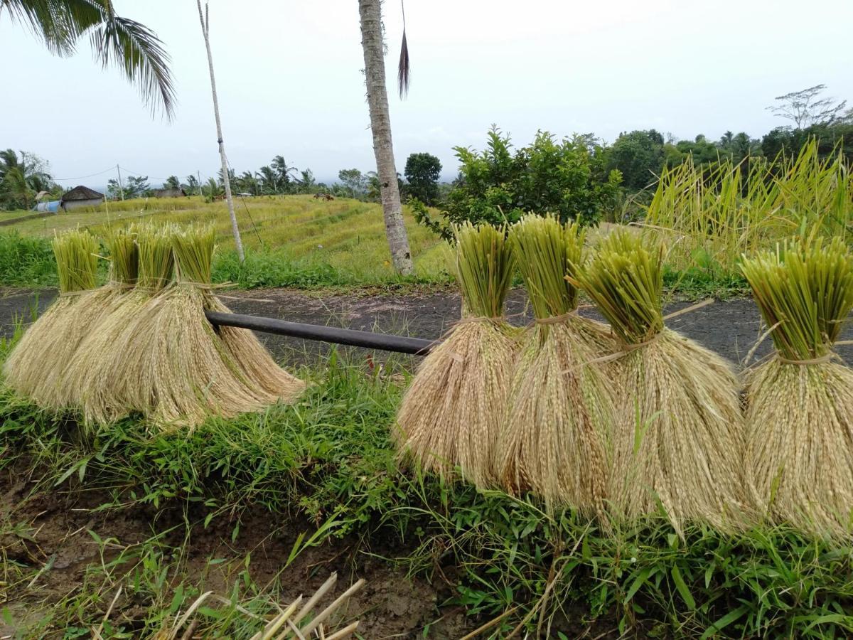 D'Ume Bendoel Homestay Jatiluwih Eksteriør billede