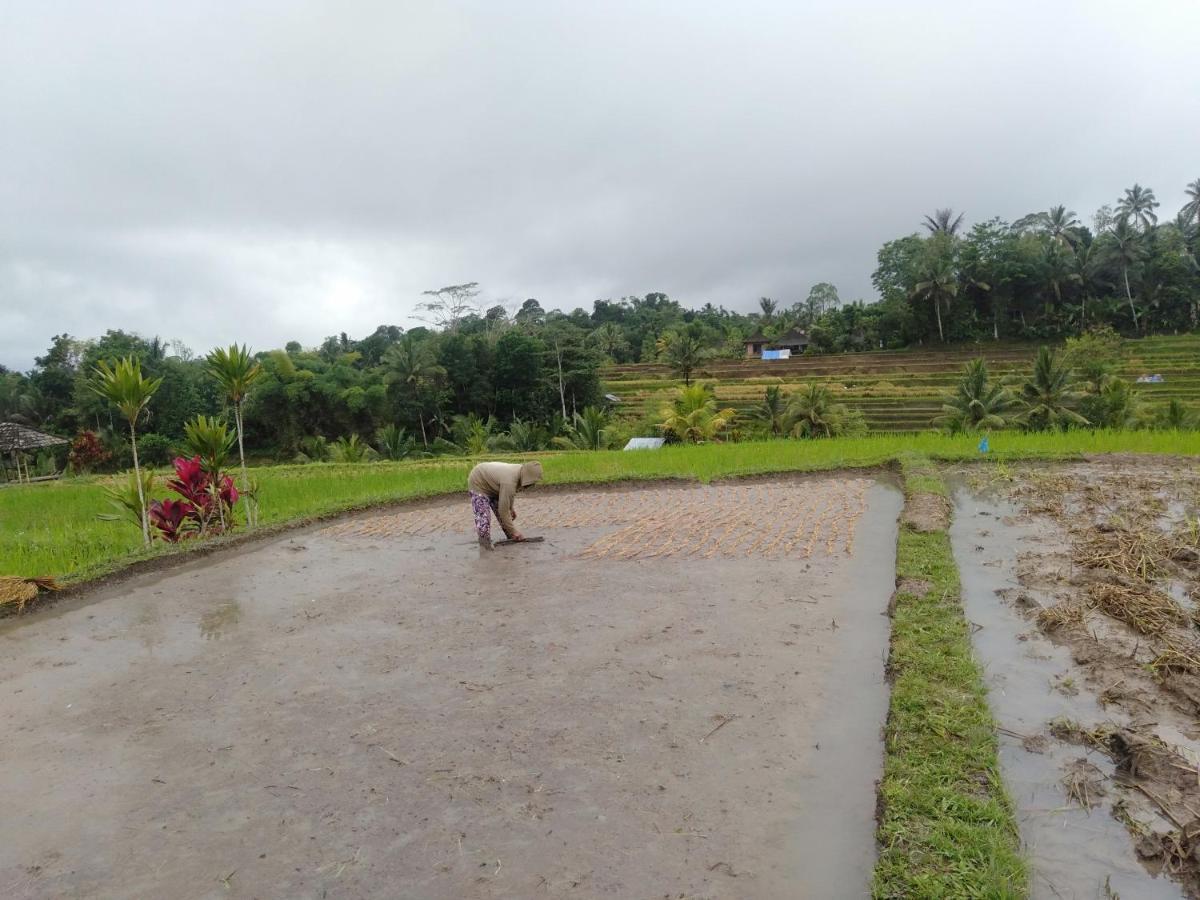 D'Ume Bendoel Homestay Jatiluwih Eksteriør billede
