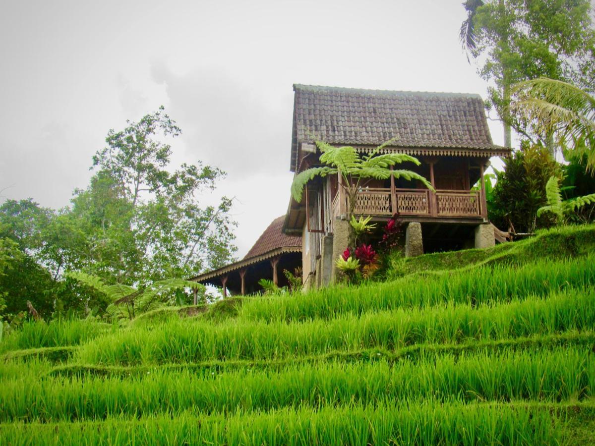 D'Ume Bendoel Homestay Jatiluwih Eksteriør billede