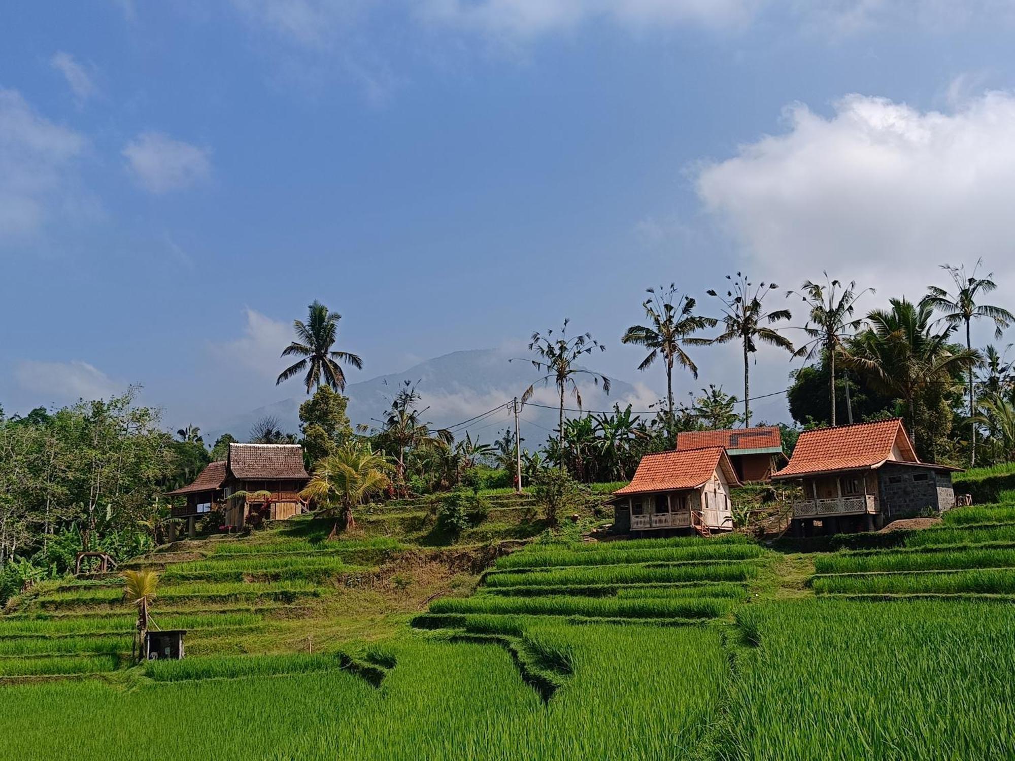 D'Ume Bendoel Homestay Jatiluwih Eksteriør billede