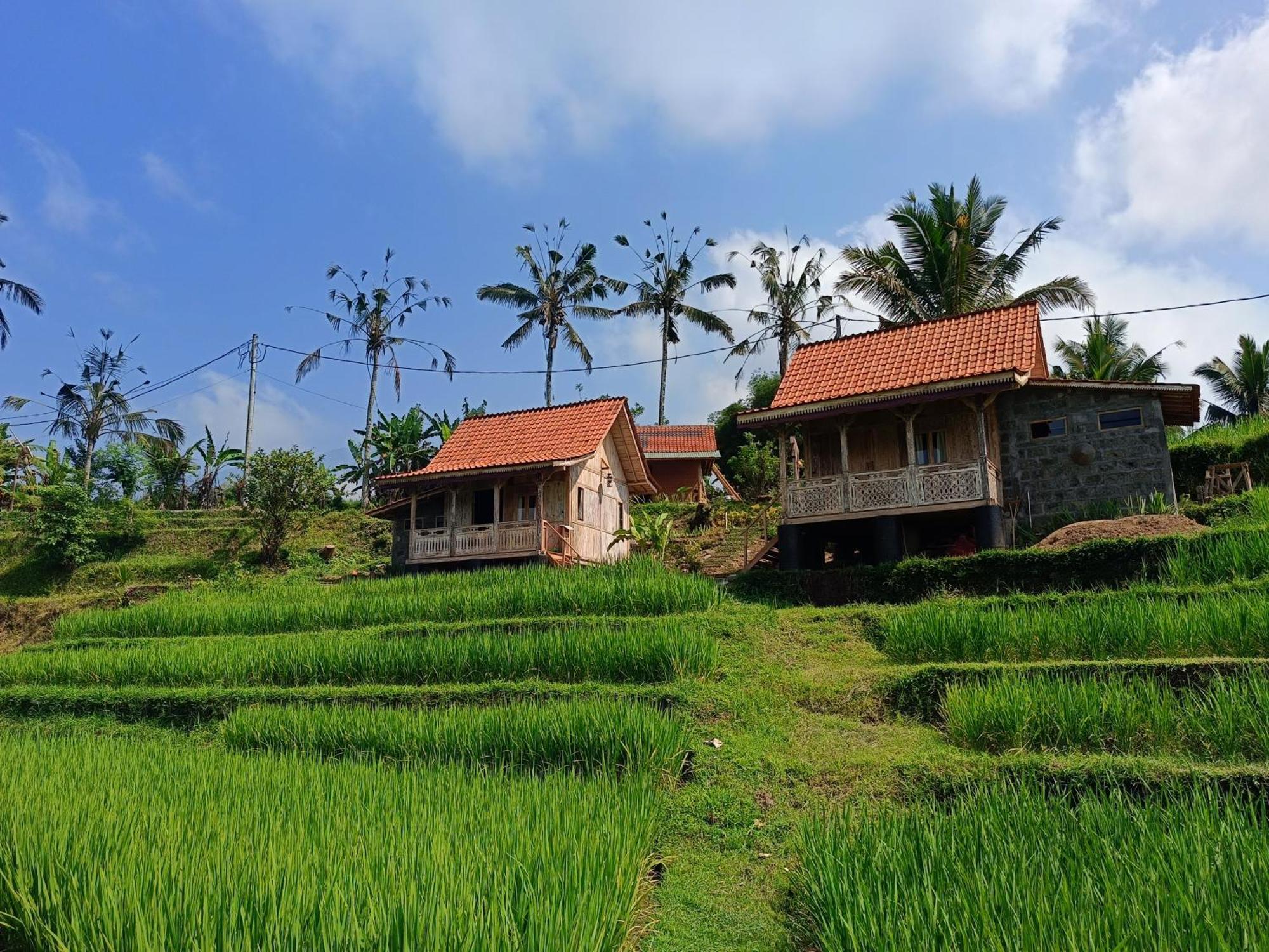 D'Ume Bendoel Homestay Jatiluwih Eksteriør billede