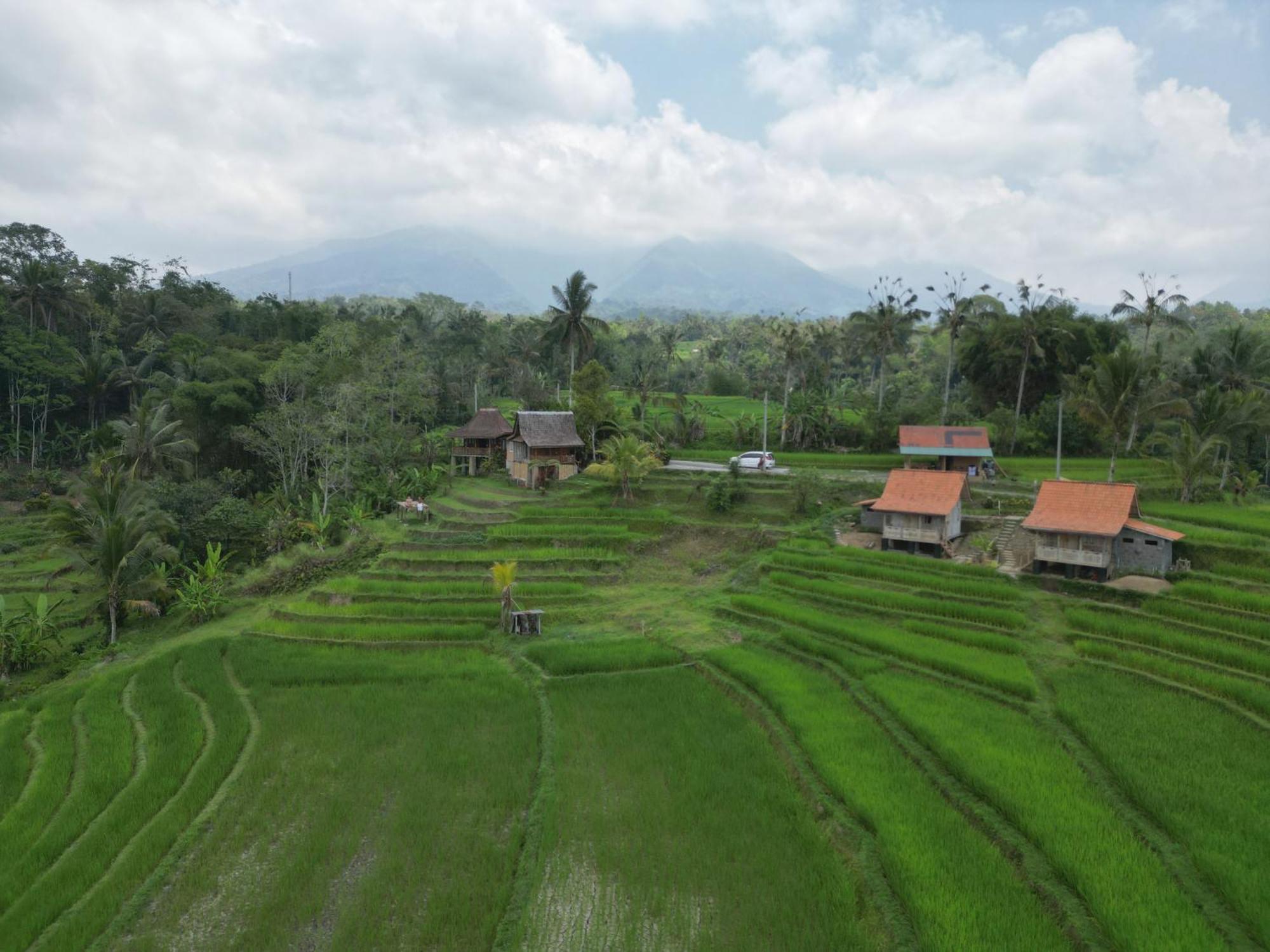 D'Ume Bendoel Homestay Jatiluwih Værelse billede