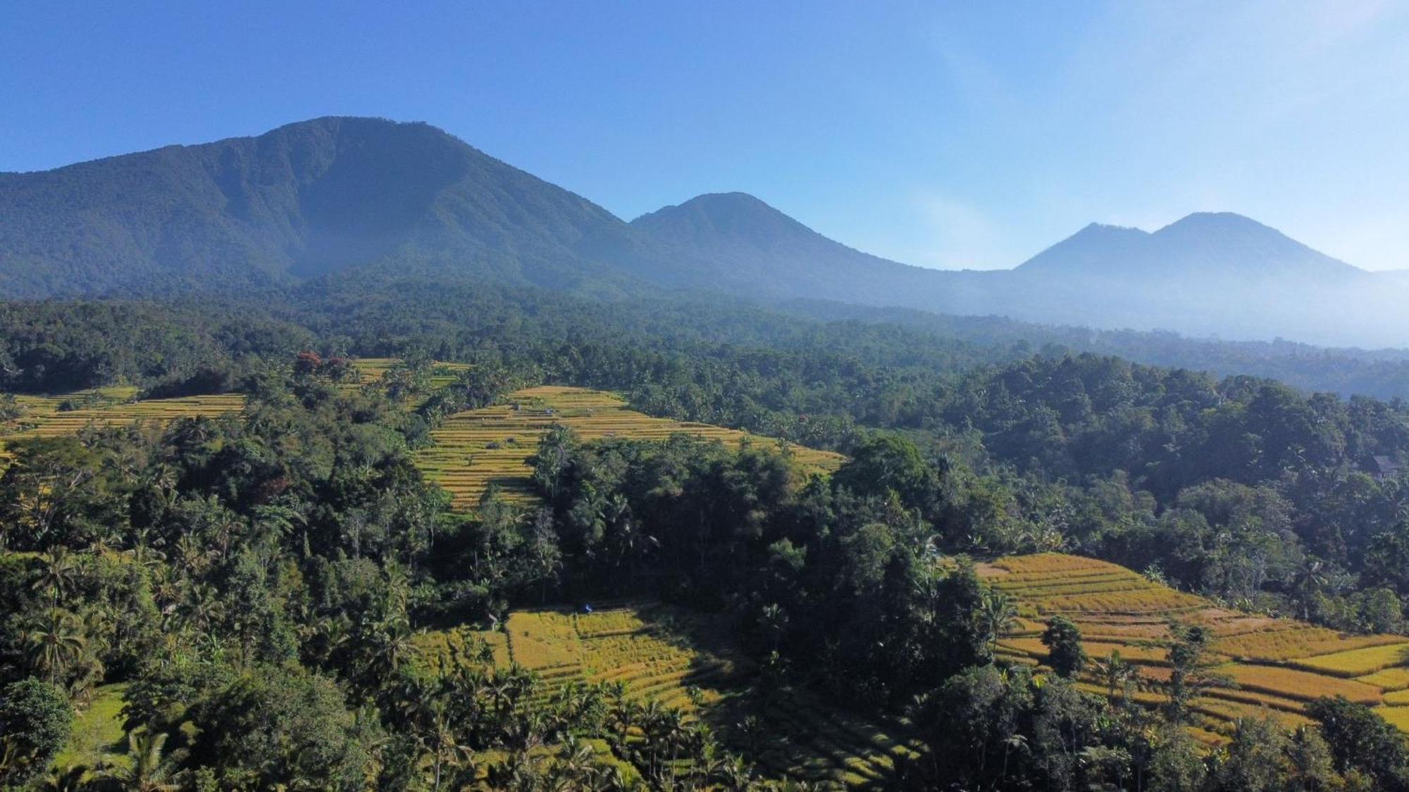 D'Ume Bendoel Homestay Jatiluwih Værelse billede