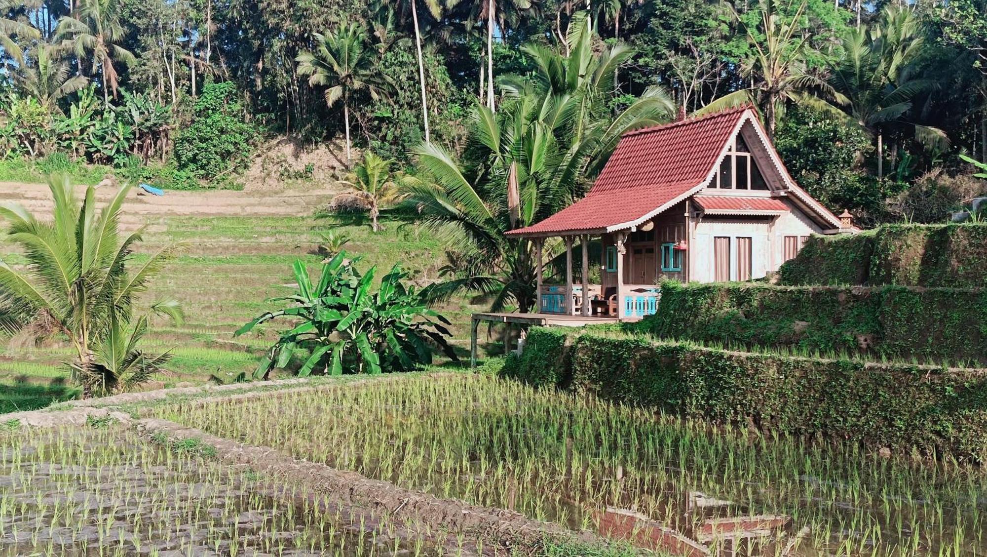 D'Ume Bendoel Homestay Jatiluwih Værelse billede