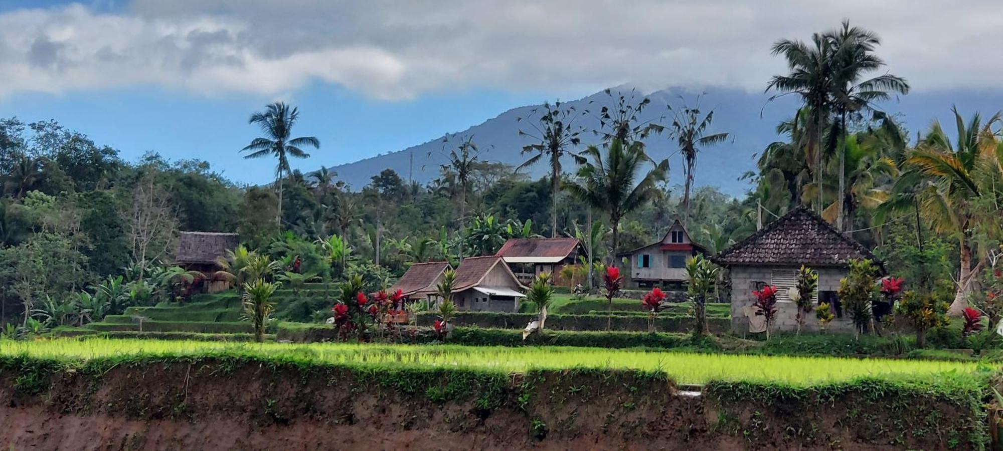 D'Ume Bendoel Homestay Jatiluwih Eksteriør billede