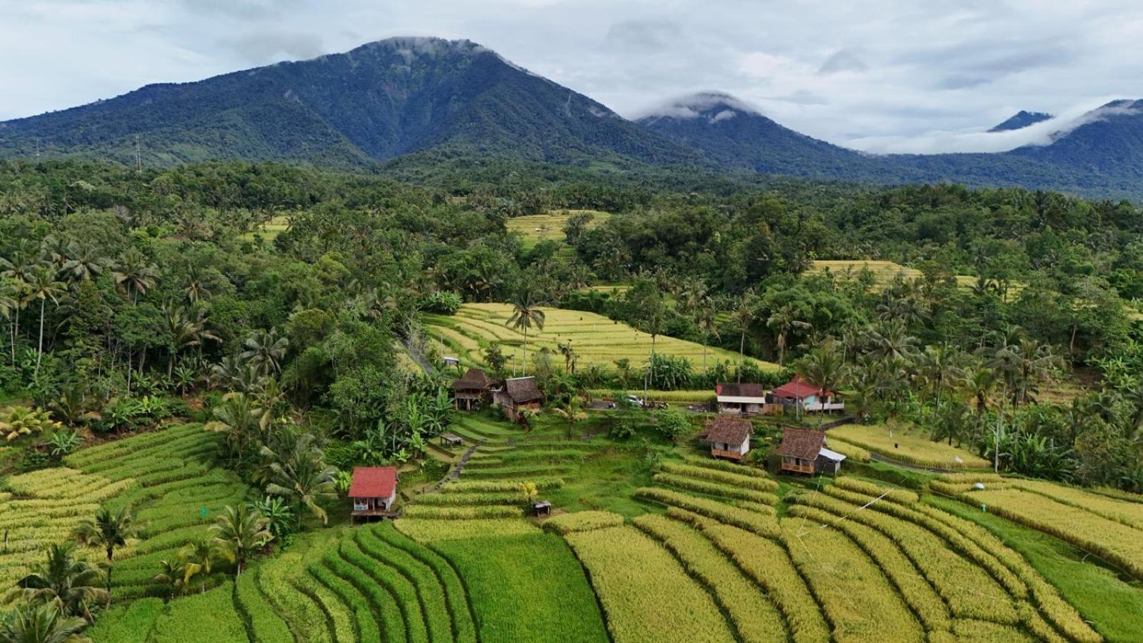 D'Ume Bendoel Homestay Jatiluwih Eksteriør billede