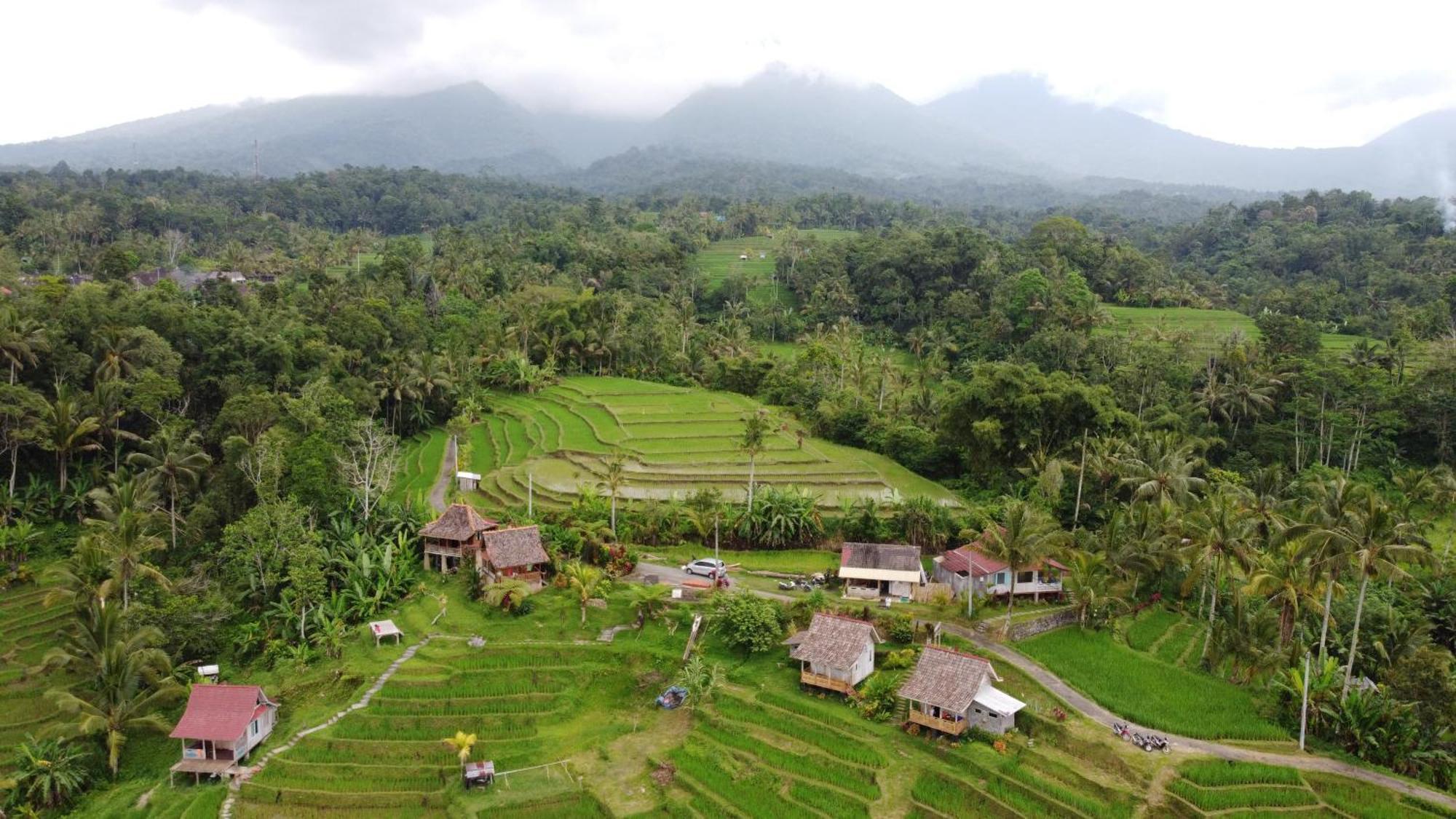 D'Ume Bendoel Homestay Jatiluwih Værelse billede