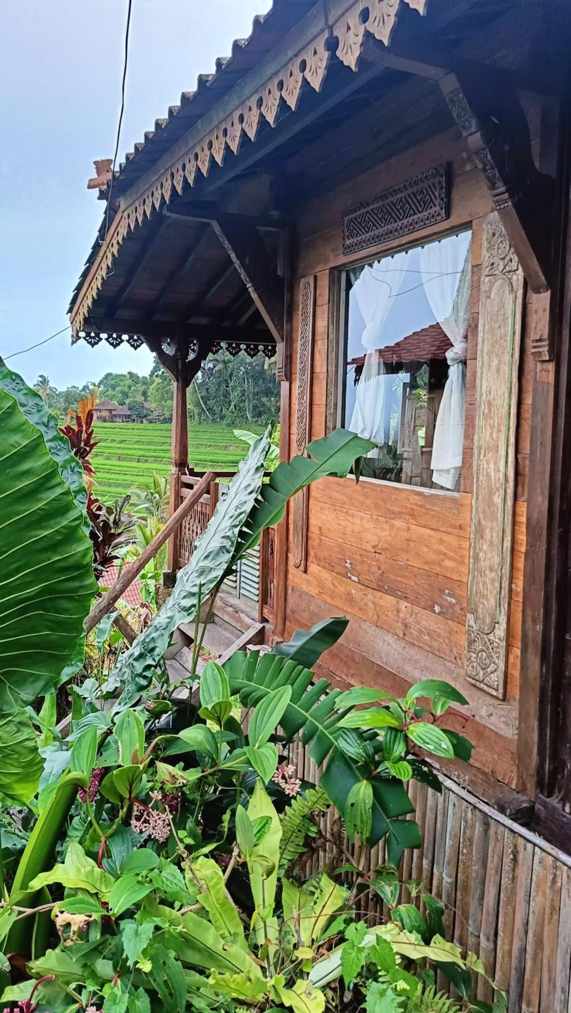 D'Ume Bendoel Homestay Jatiluwih Eksteriør billede